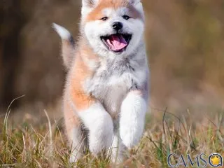 Val309a’s (BongaCams) Photo