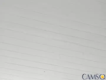 lynx_sun’s (Chaturbate) Photo