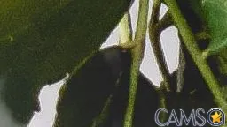 Picture of emilycoast from Cherry.tv