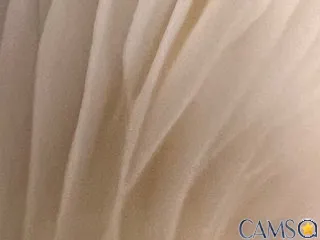 FunTimezzzzz’s (Streamate) Photo