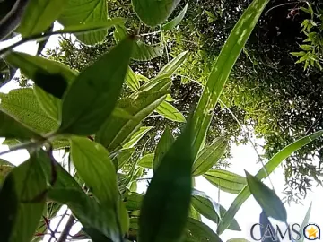 Demiansteven2’s (Stripchat) Photo